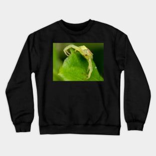 Unique and organic photo of a crab spider Crewneck Sweatshirt